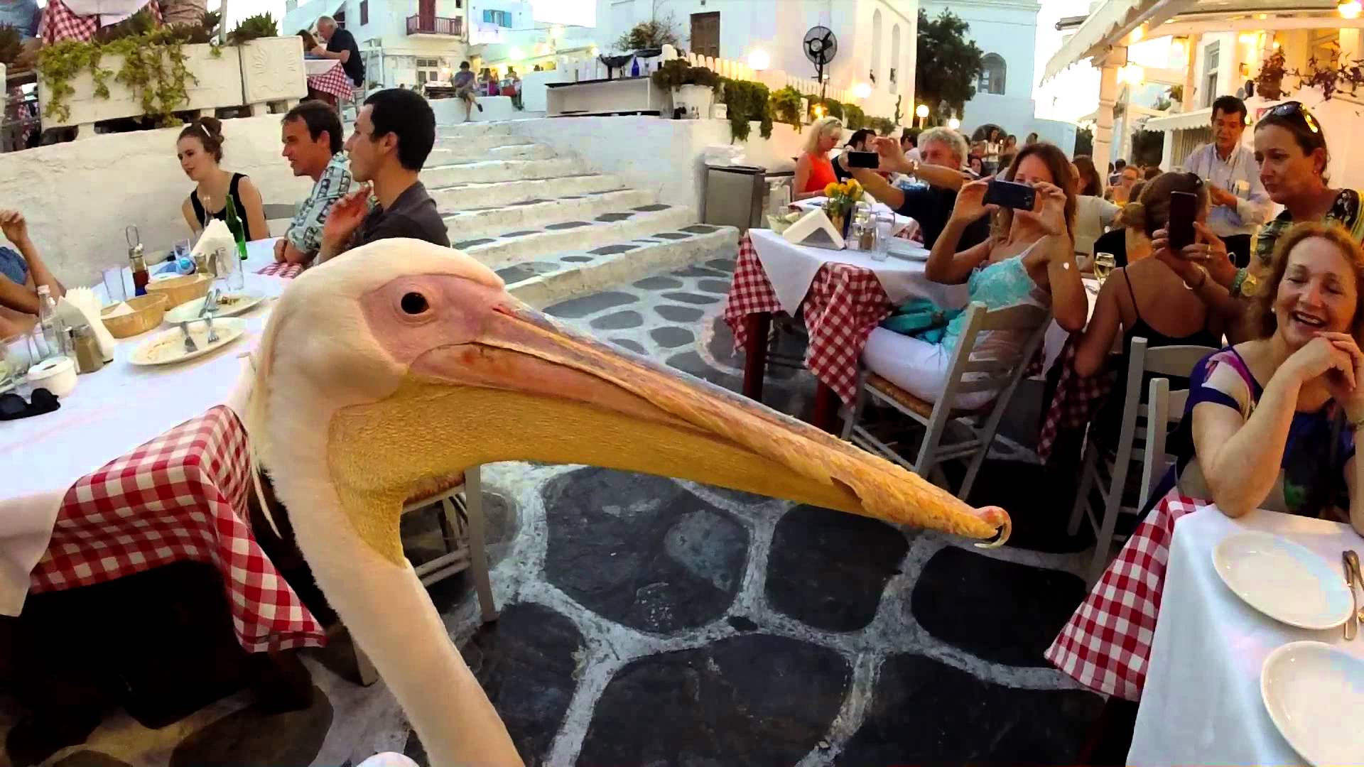 Peter the Pelican Mykonos - All Luxury Apartments