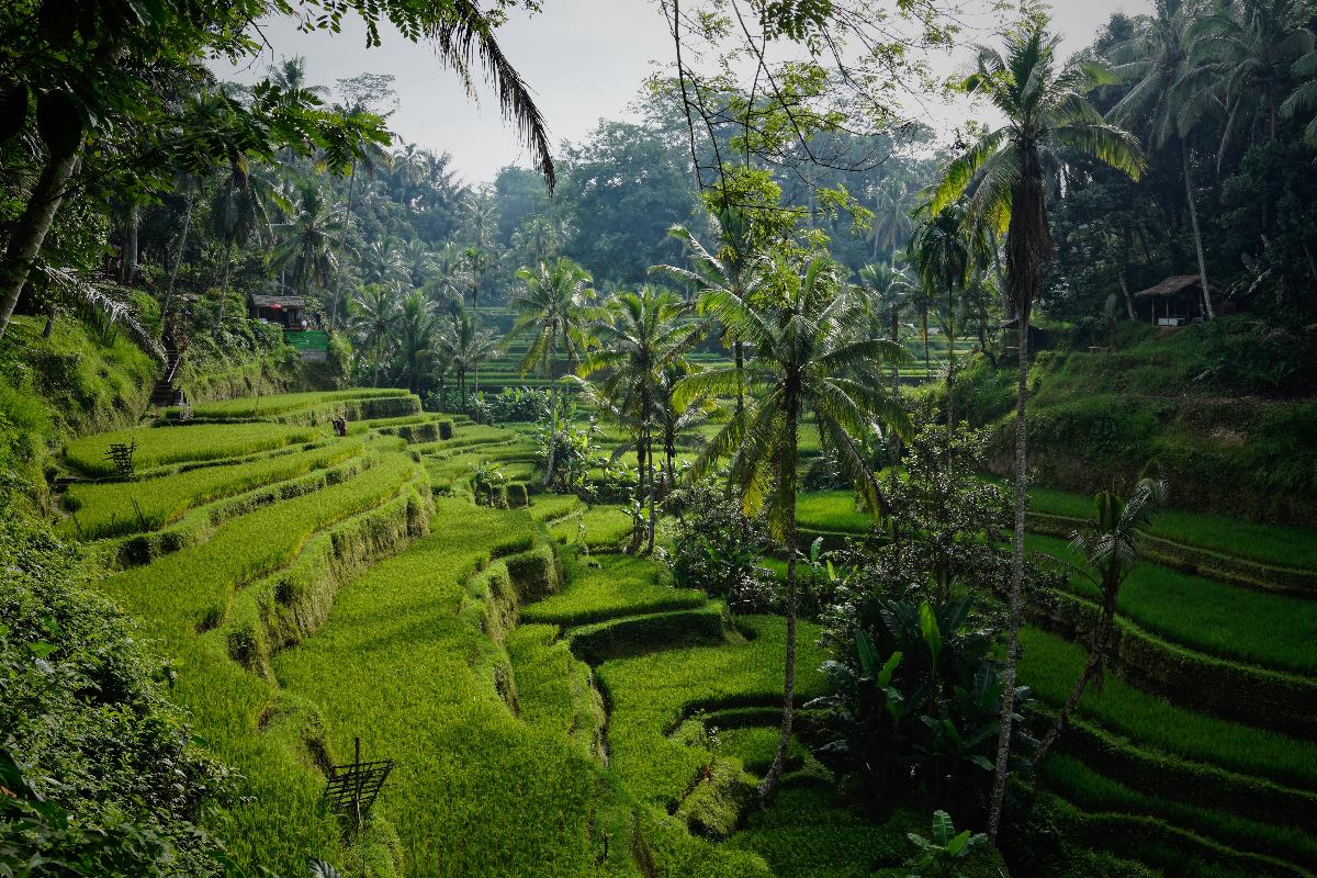 8th Day of Christmas Holiday Gift Guide: All Luxury Bali