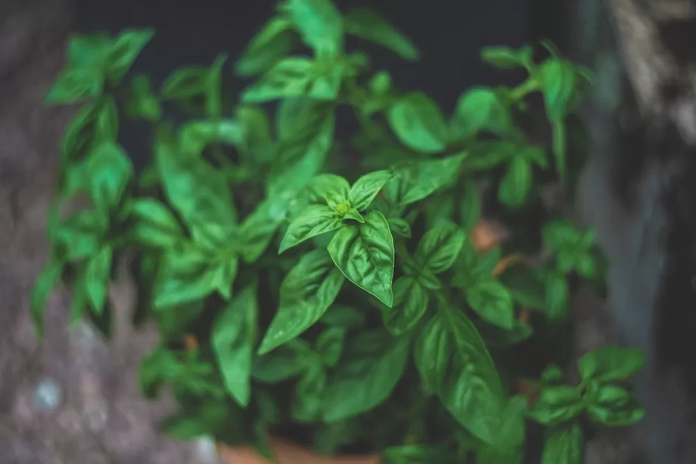 Easiest Fruits and Vegetables to Garden at Home