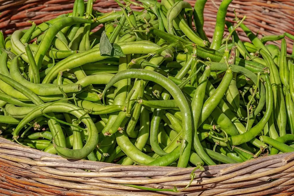 Easiest Fruits and Vegetables to Garden at Home