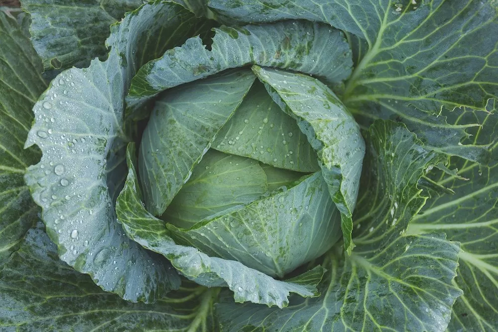 Easiest Fruits and Vegetables to Garden at Home