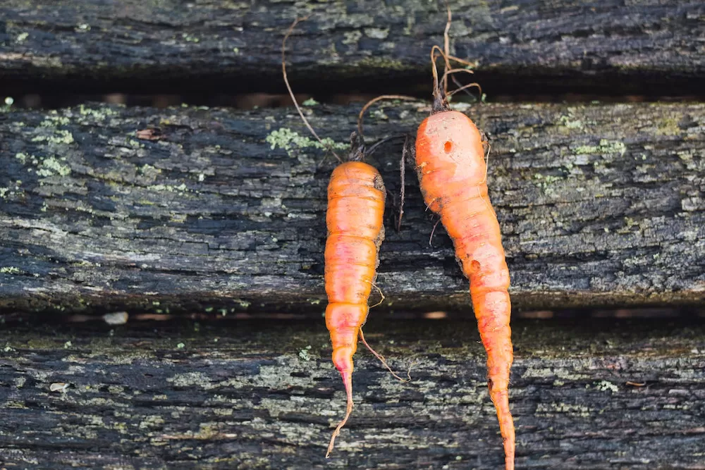 Easiest Fruits and Vegetables to Garden at Home