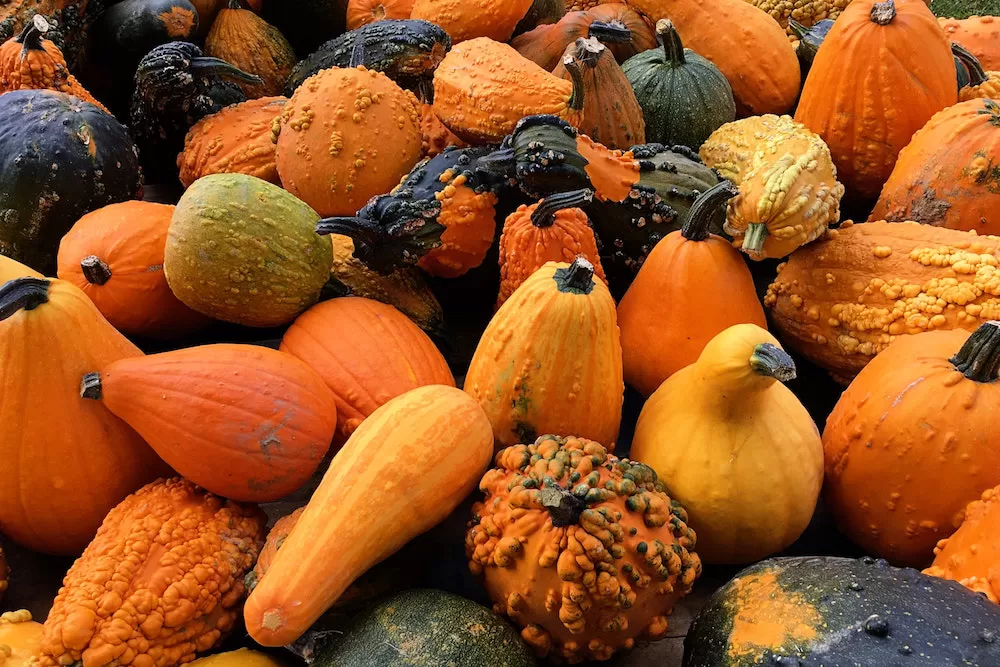 Easiest Fruits and Vegetables to Garden at Home