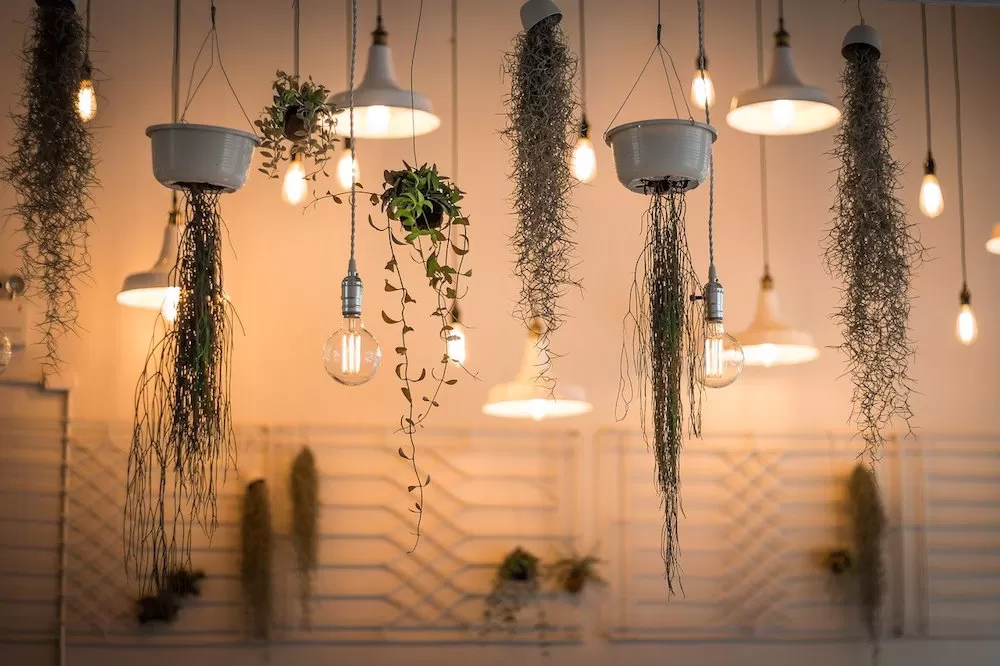 Freshen Up Your Home with These Creative Ways of Putting in Plants