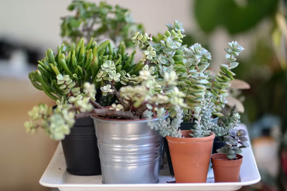 Freshen Up Your Home with These Creative Ways of Putting in Plants