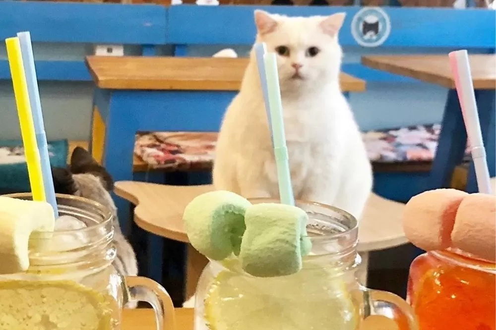 Adorable Animal-Friendly Cafés in Paris