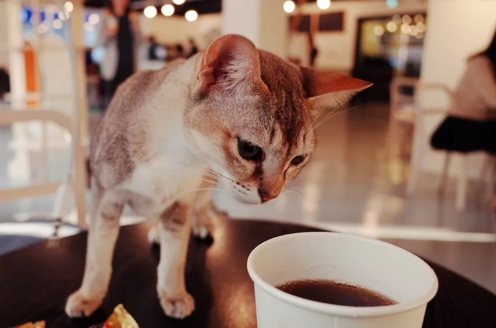 Adorable Animal-Friendly Cafés in Paris