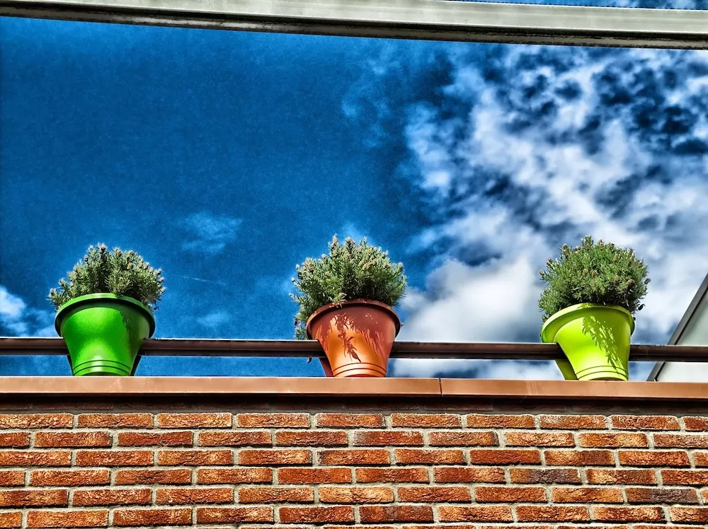 How to Put Plants in Your Home When You Have Kids