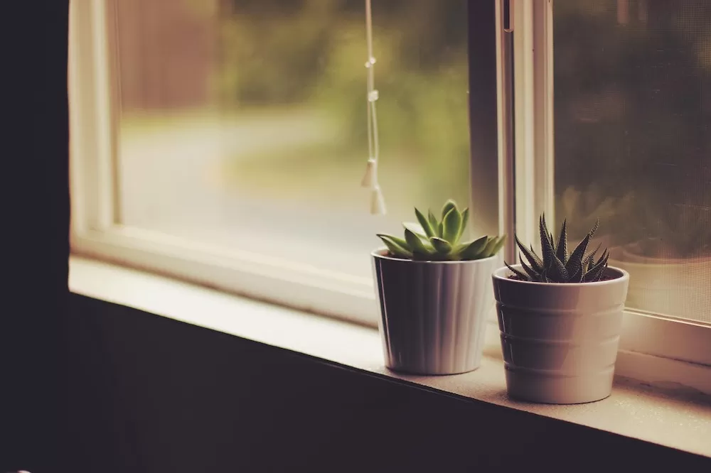 How to Put Plants in Your Home When You Have Kids