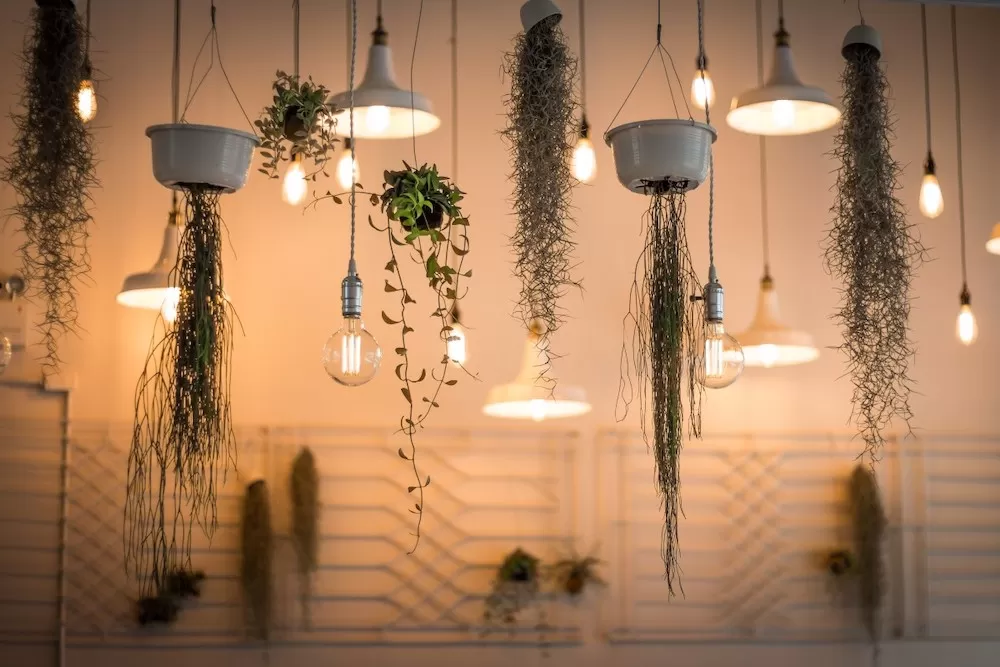 How to Put Plants in Your Home When You Have Kids