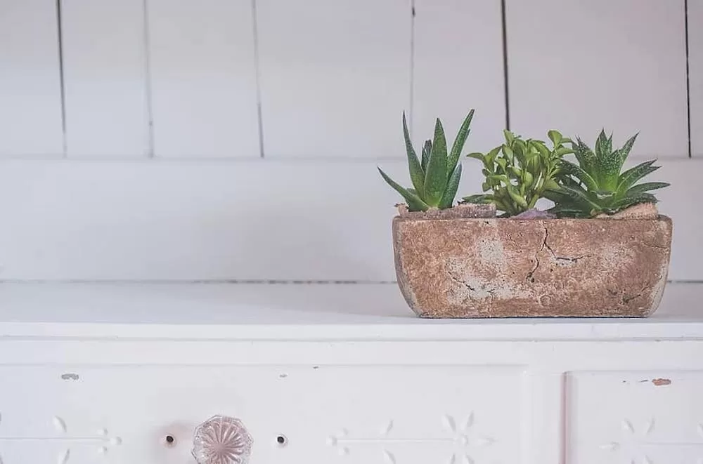 How to Put Plants in Your Home When You Have Kids