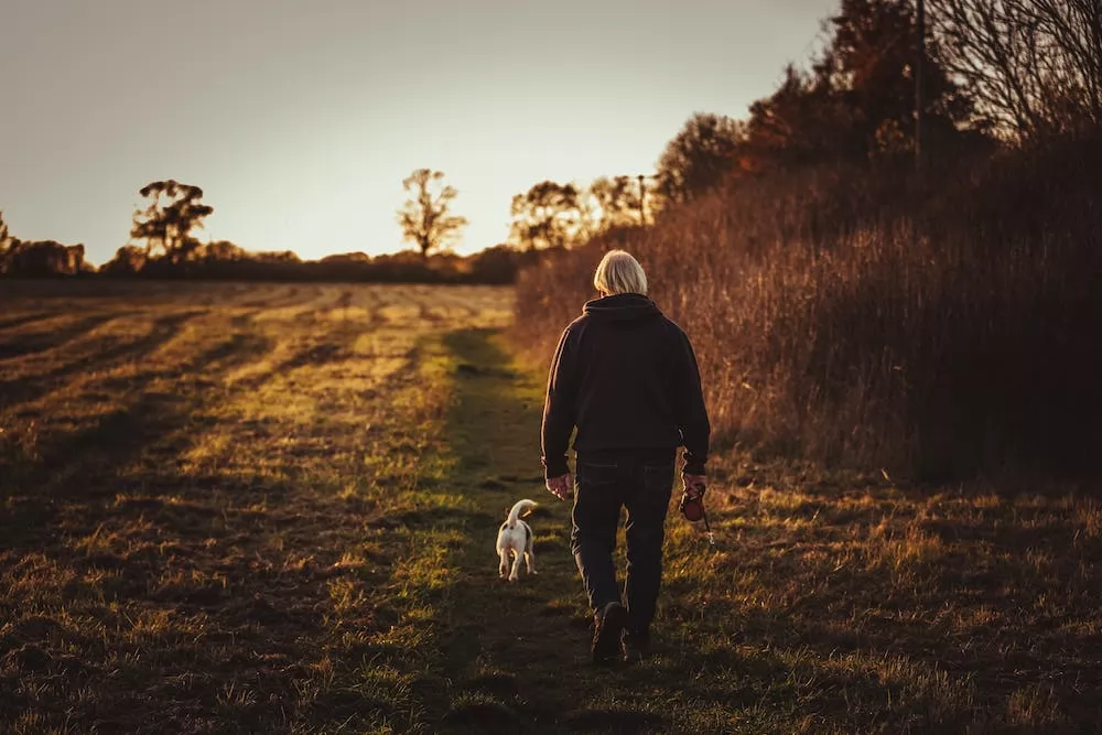 Where To Walk Your Dog in Leeds