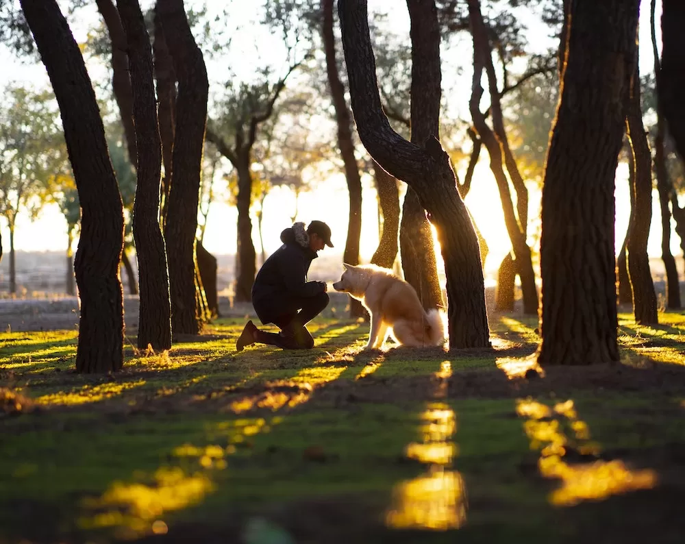 Where To Walk Your Dog in Leeds