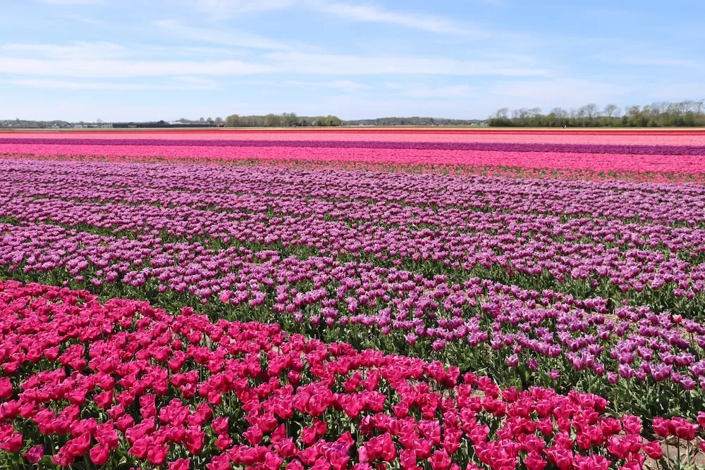 Why You Would Enjoy Springtime In Amsterdam