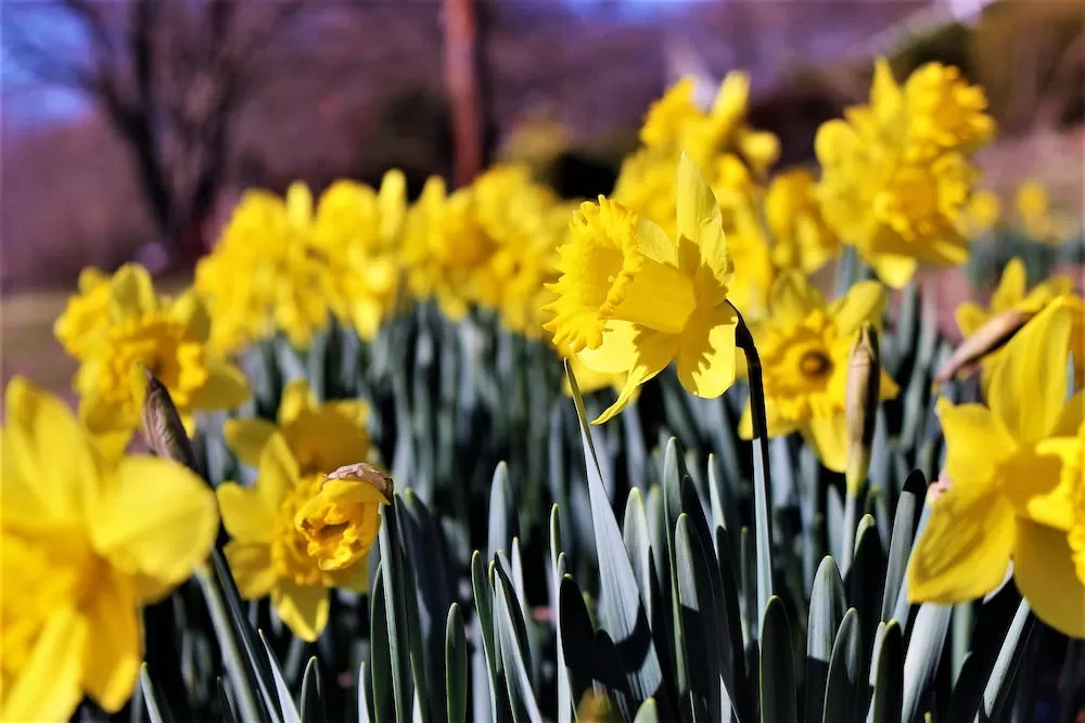 Springtime in Dublin: What To Expect
