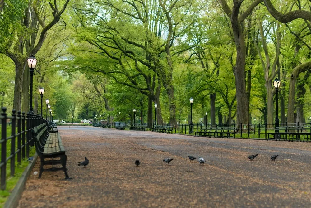 Top Tips for Visiting Central Park