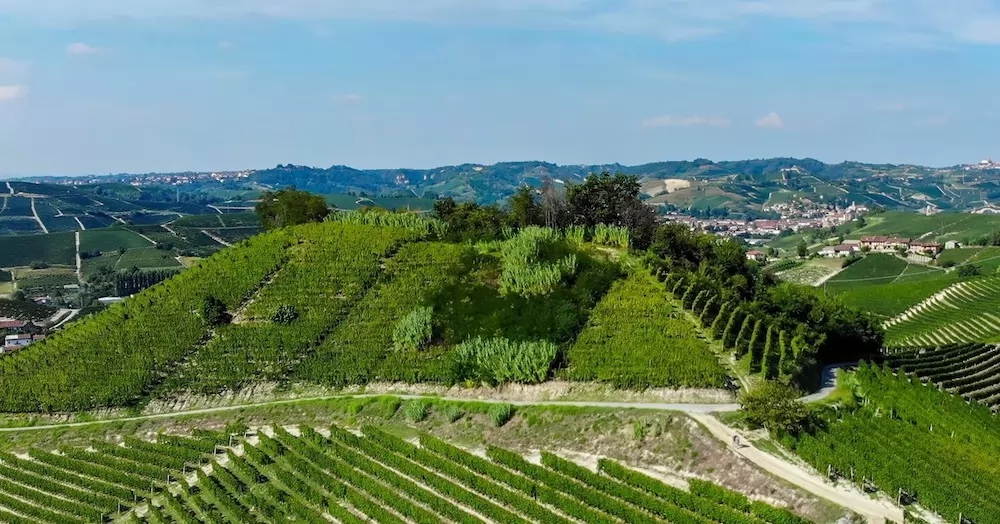 Where to Find The Most Beautiful Vineyards in Italy