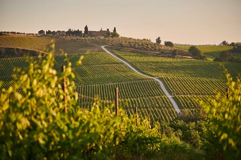 Where to Find The Most Beautiful Vineyards in Italy