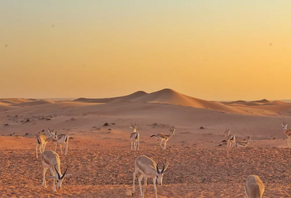 Why You Should Visit The Desert Near Dubai