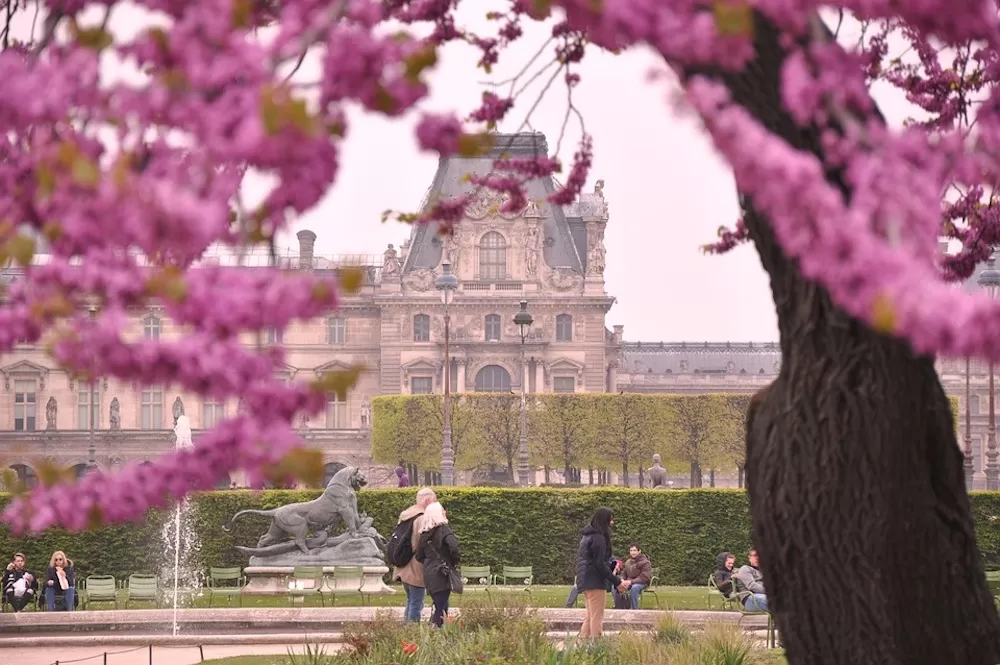 Where To See The Cherry Blossoms in Paris