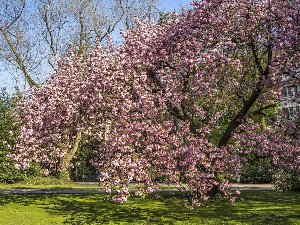 Where To See The Cherry Blossoms in Paris