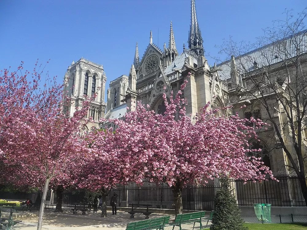 Where To See The Cherry Blossoms in Paris