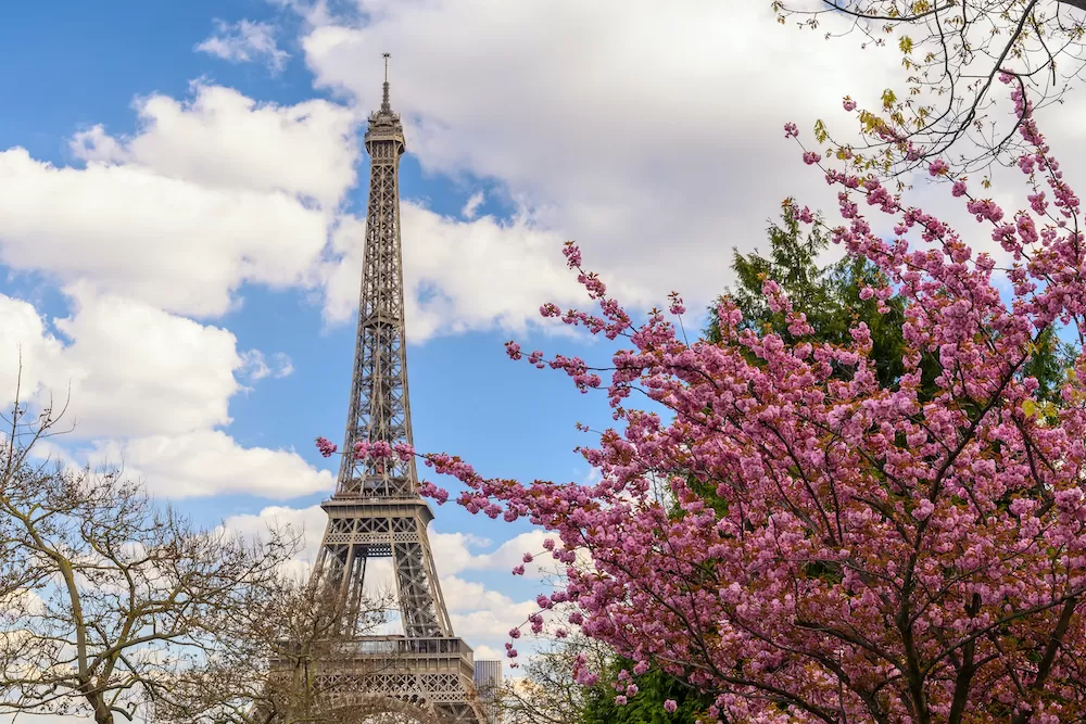 Where To See The Cherry Blossoms in Paris