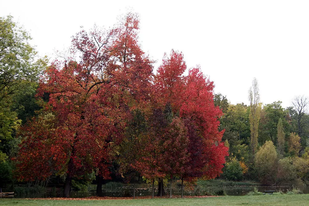 The Most Beautiful Spots in Paris During Autumn