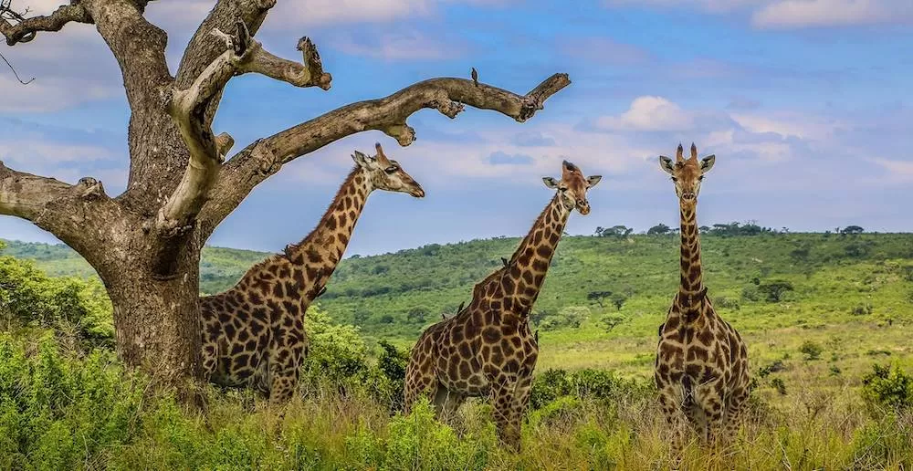 The Best Places To Go On a South African Safari