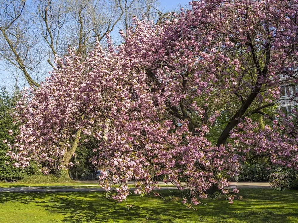 How to Enjoy Springtime in Paris With Your Kids