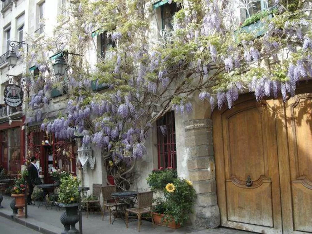 Cafes in Paris: The Best Flowery Hotspots