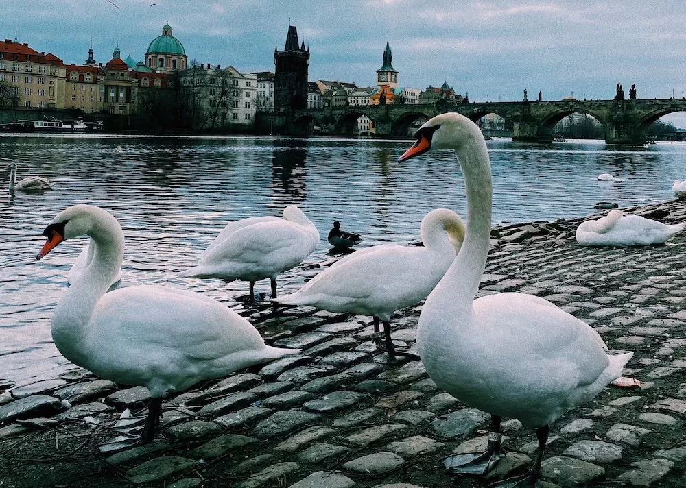 What to Expect When You Spend Christmas in Prague