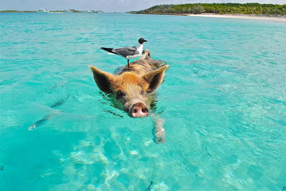 The Most Unique Things to Do in The Caribbean