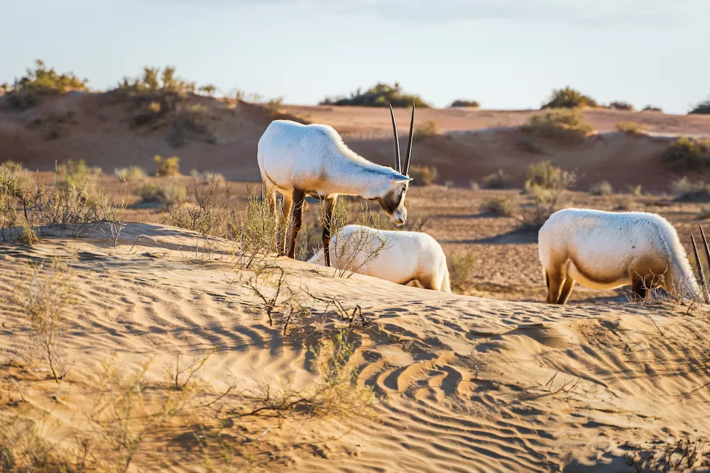 What to Do in The Sahara Desert