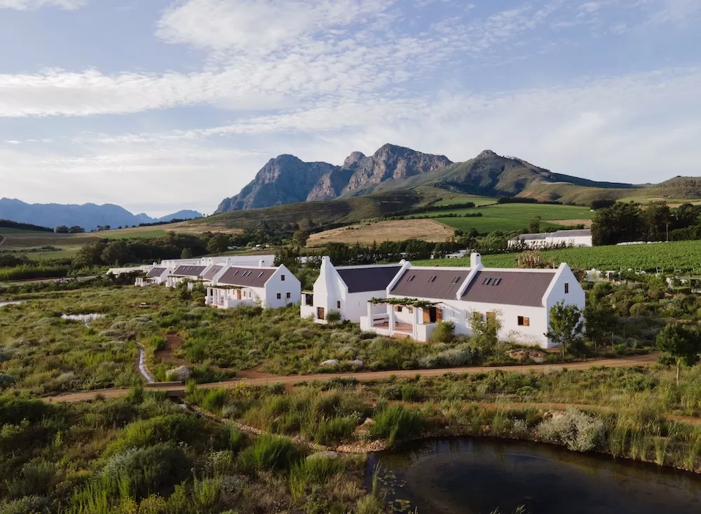 Cape Town's 7 Best Vineyards