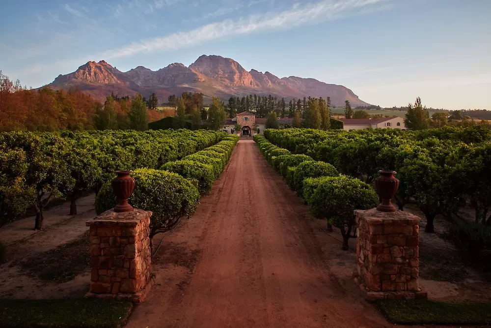 Cape Town's 7 Best Vineyards