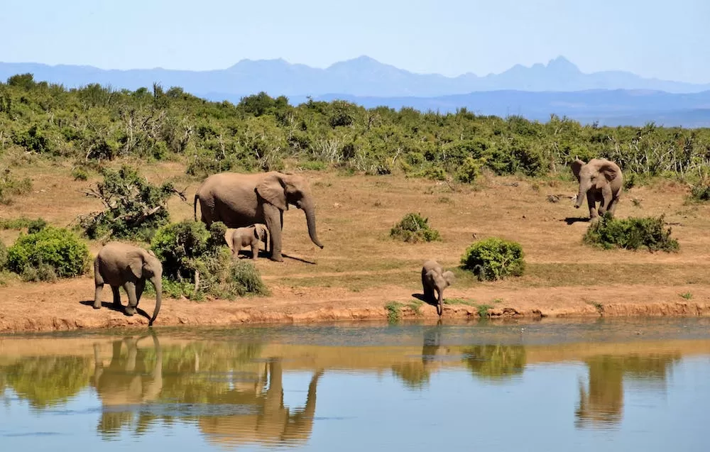 The 8 Best Cape Town Safaris