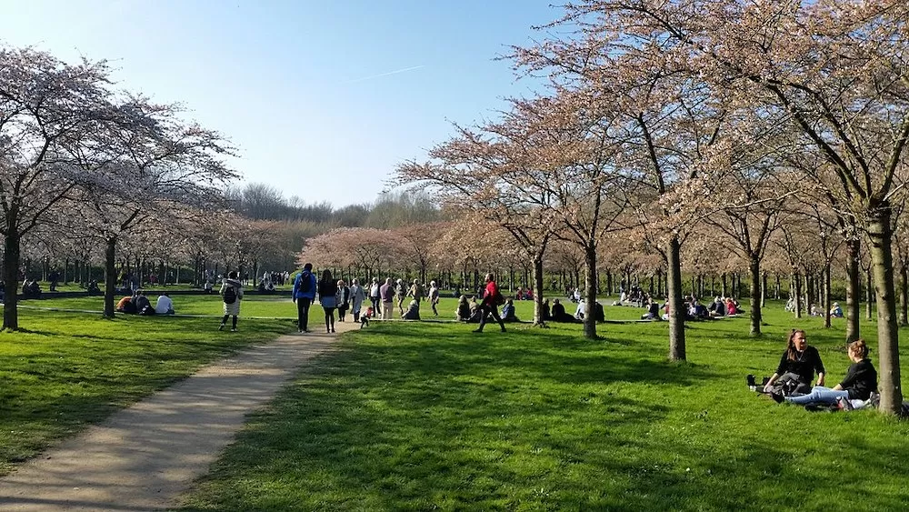 Where Can You Have a Picnic in Amsterdam?