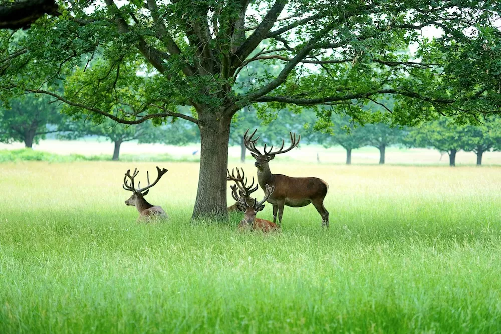 The 10 Best Spots for a Picnic in London