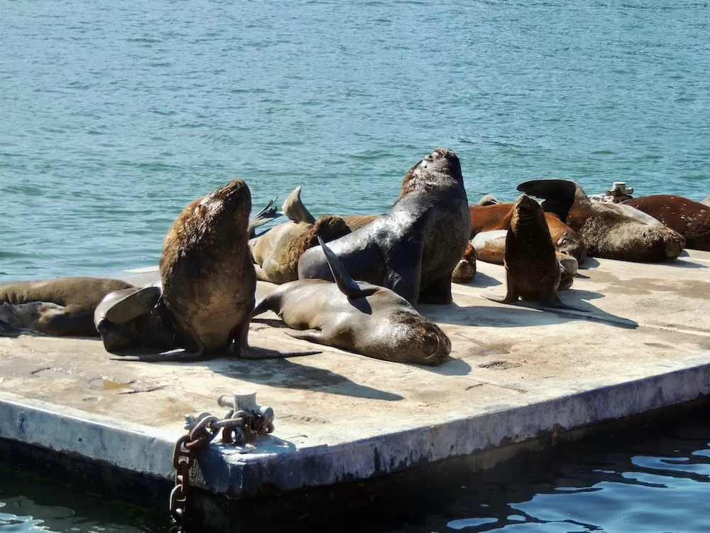 Learn More About Fisherman's Wharf in San Francisco