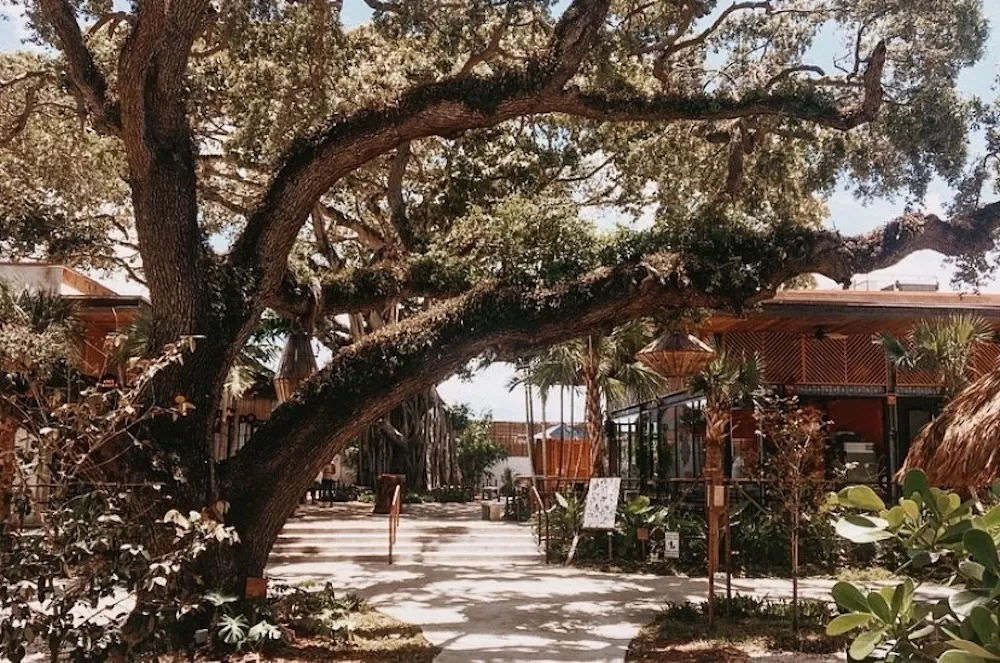 Learn All About Buena Vista in Miami