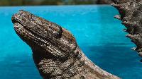 cool swimming pool of Saint Barth Villa La Desirade luxury holiday home, vacation rental